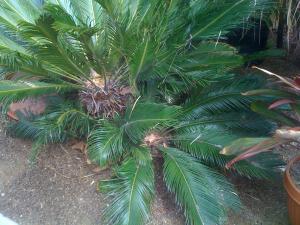 palms 016.jpg
